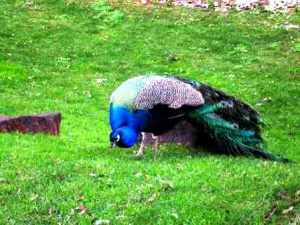 Picture courtesy of Maesy Angelina